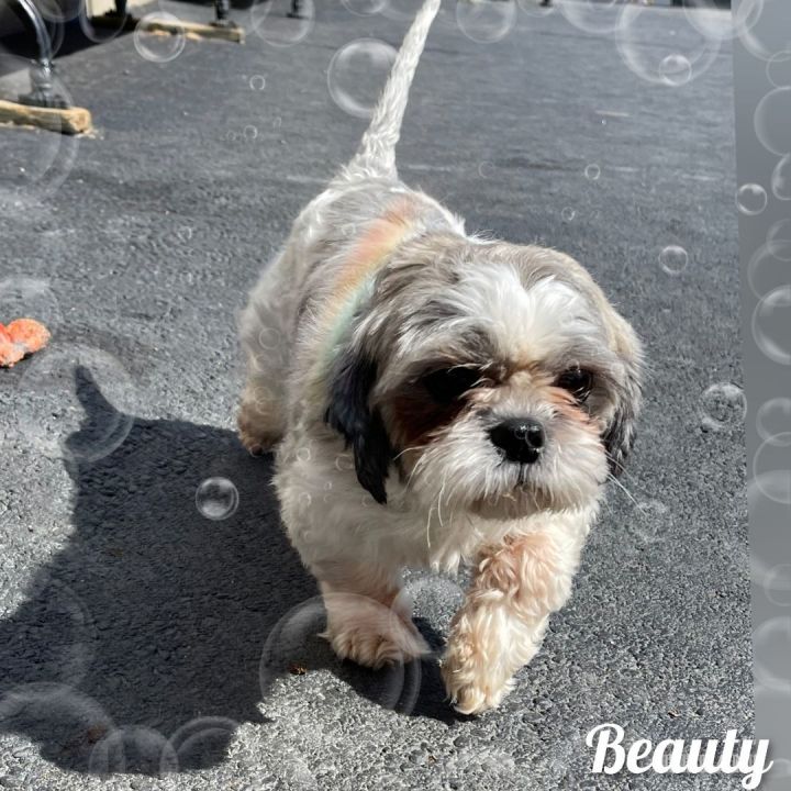 National shih tzu rescue hot sale group