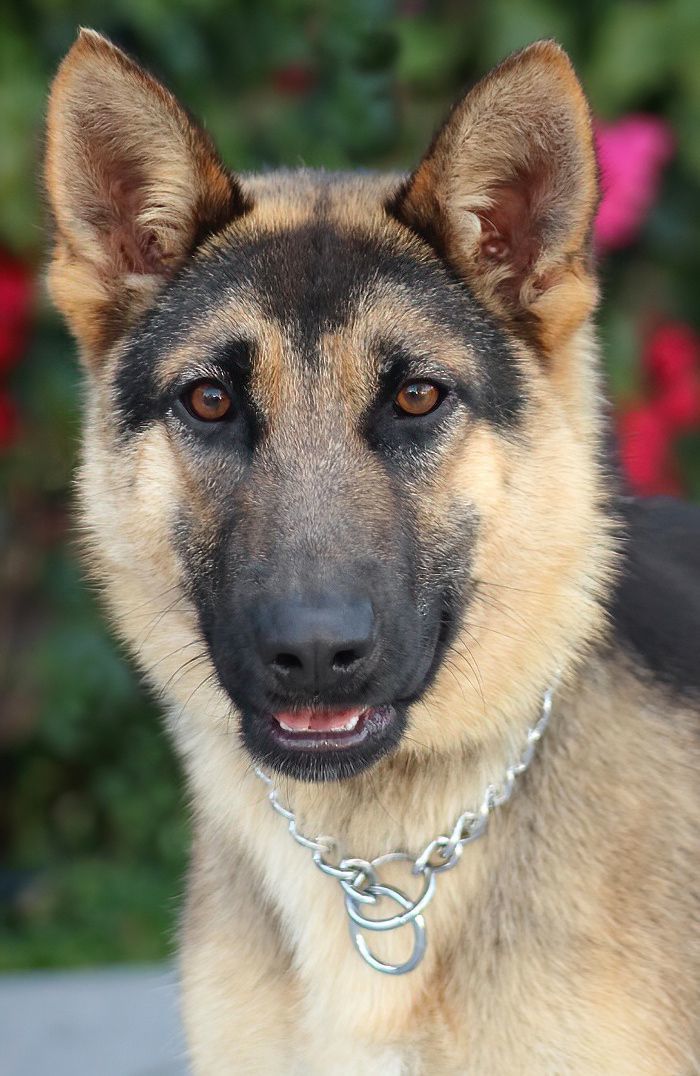 Blue german hot sale shepherd rescue