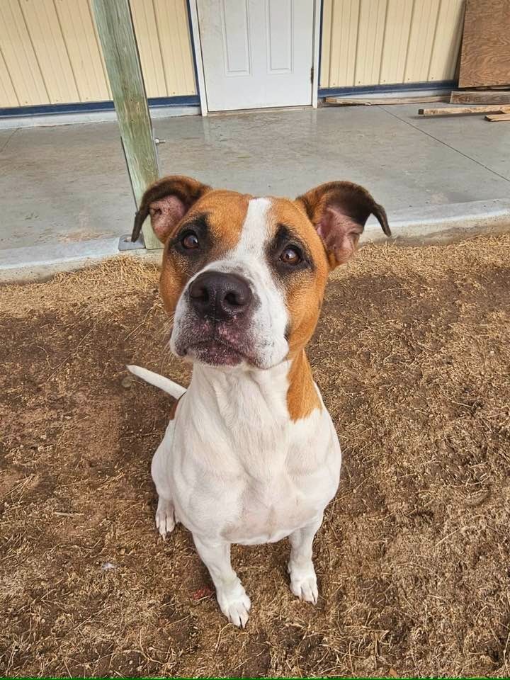 Bird, an adoptable Pit Bull Terrier in Pratt, KS, 67124 | Photo Image 1