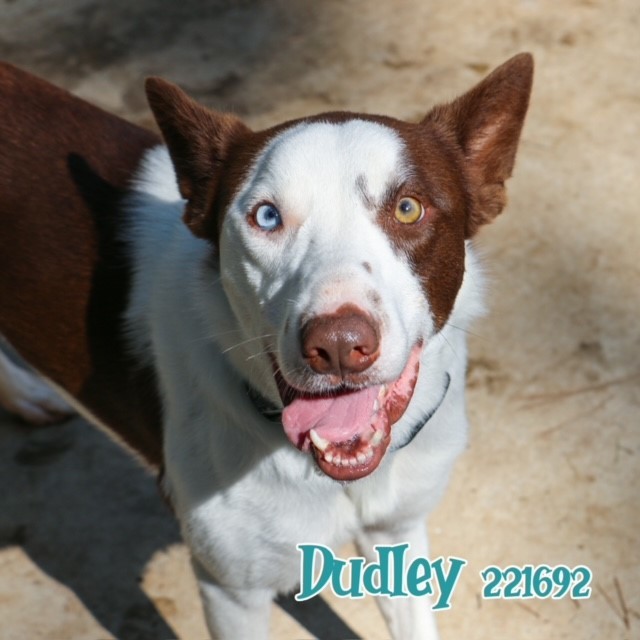 DUDLEY 1
