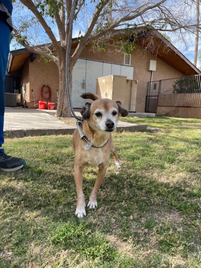 Baxter, an adoptable Puggle in Glendale, AZ, 85308 | Photo Image 1