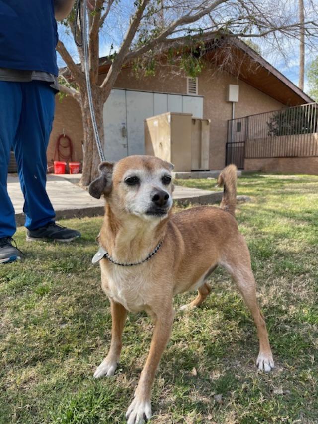 Baxter, an adoptable Puggle in Glendale, AZ, 85308 | Photo Image 2