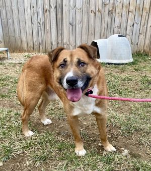 Xavier, Adult Male Mixed Breed