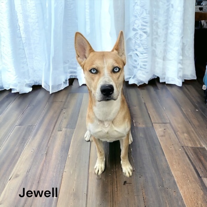 Jewell 1