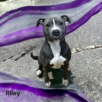 Riley