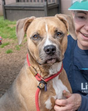 Lyra- IN FOSTER