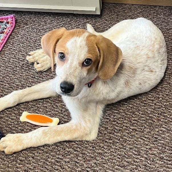 Dog for adoption Bailey a Coonhound Mix in Johnsburg IL