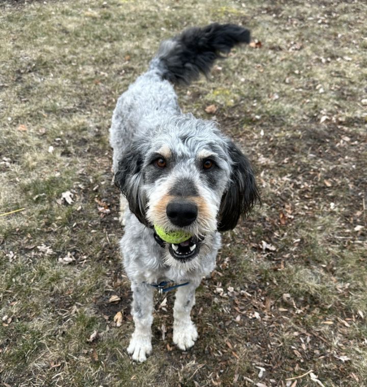 Petfinder aussiedoodle hot sale