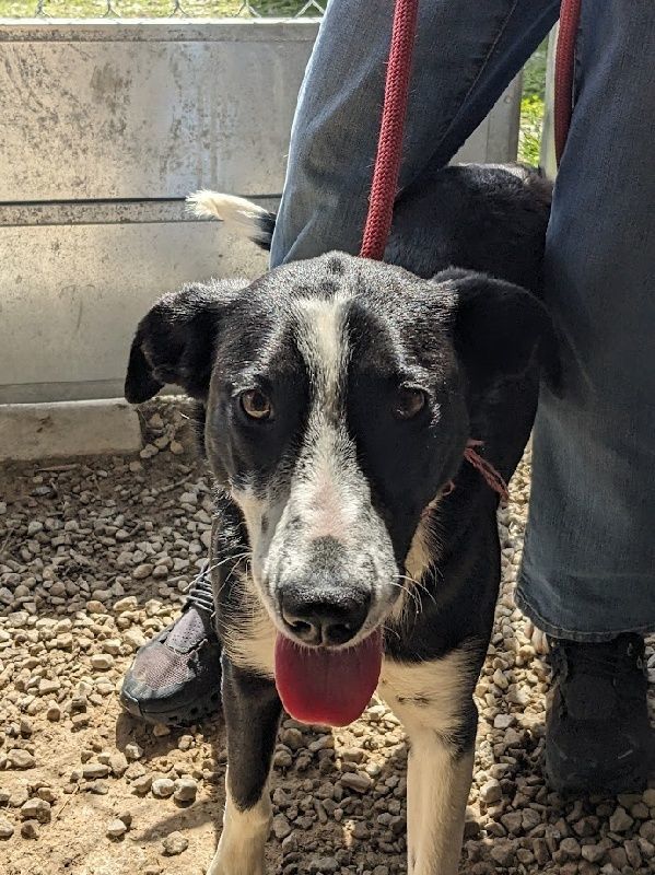 Dog for adoption FINLAY a Border Collie in Scottsburg IN