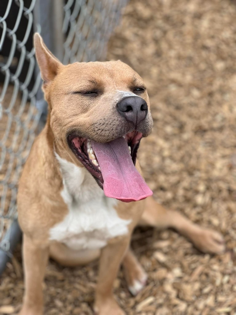 AGNES, an adoptable Pit Bull Terrier, Mixed Breed in Lemoore, CA, 93245 | Photo Image 1