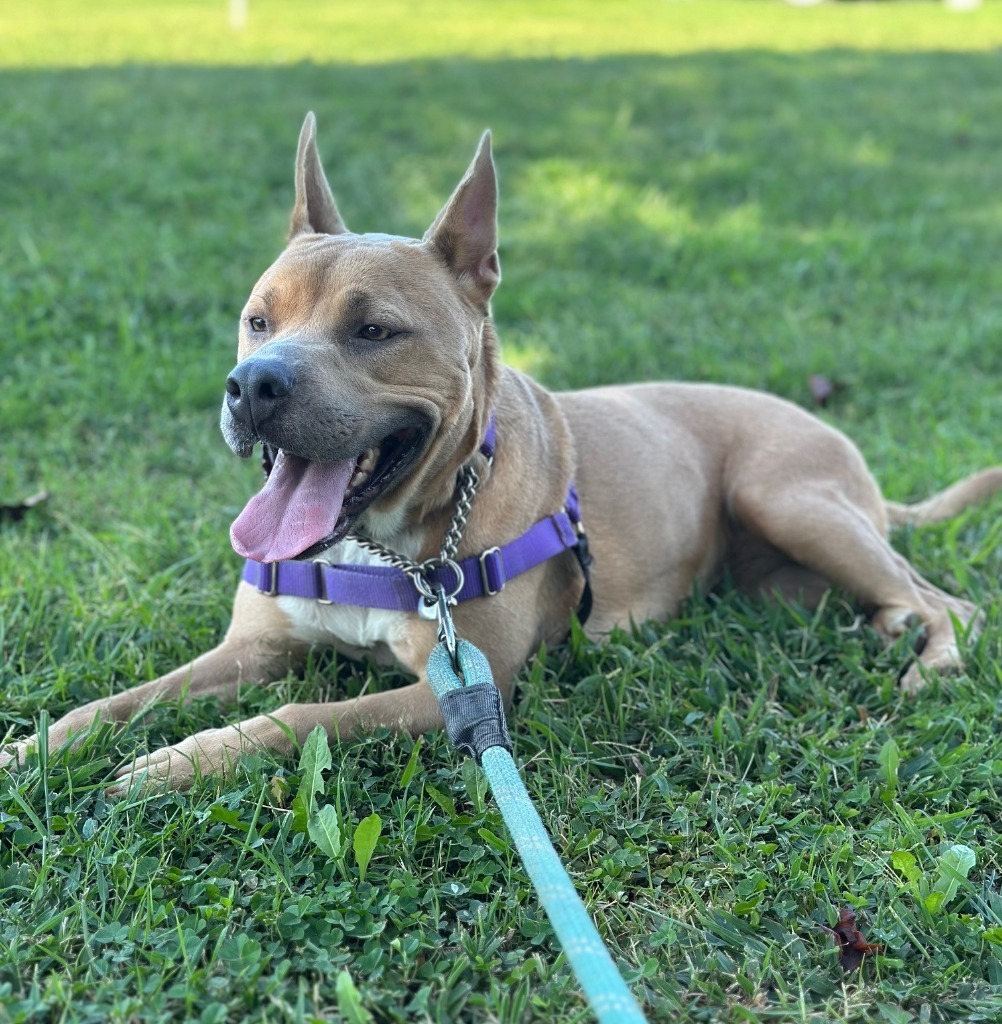 AGNES, an adoptable Pit Bull Terrier, Mixed Breed in Lemoore, CA, 93245 | Photo Image 3