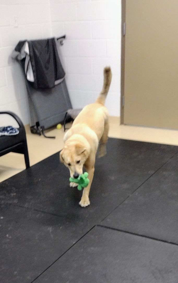 Buddy 40267, an adoptable Labrador Retriever in Pocatello, ID, 83205 | Photo Image 2