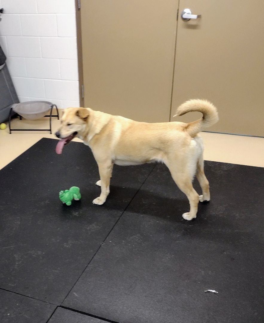 Buddy 40267, an adoptable Labrador Retriever in Pocatello, ID, 83205 | Photo Image 3