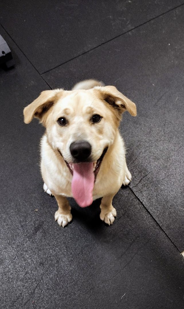 Buddy 40267, an adoptable Labrador Retriever in Pocatello, ID, 83205 | Photo Image 1