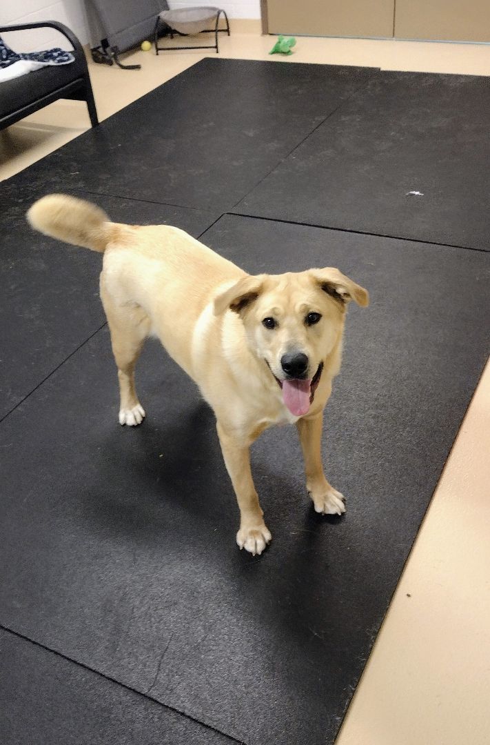 Buddy 40267, an adoptable Labrador Retriever in Pocatello, ID, 83205 | Photo Image 4