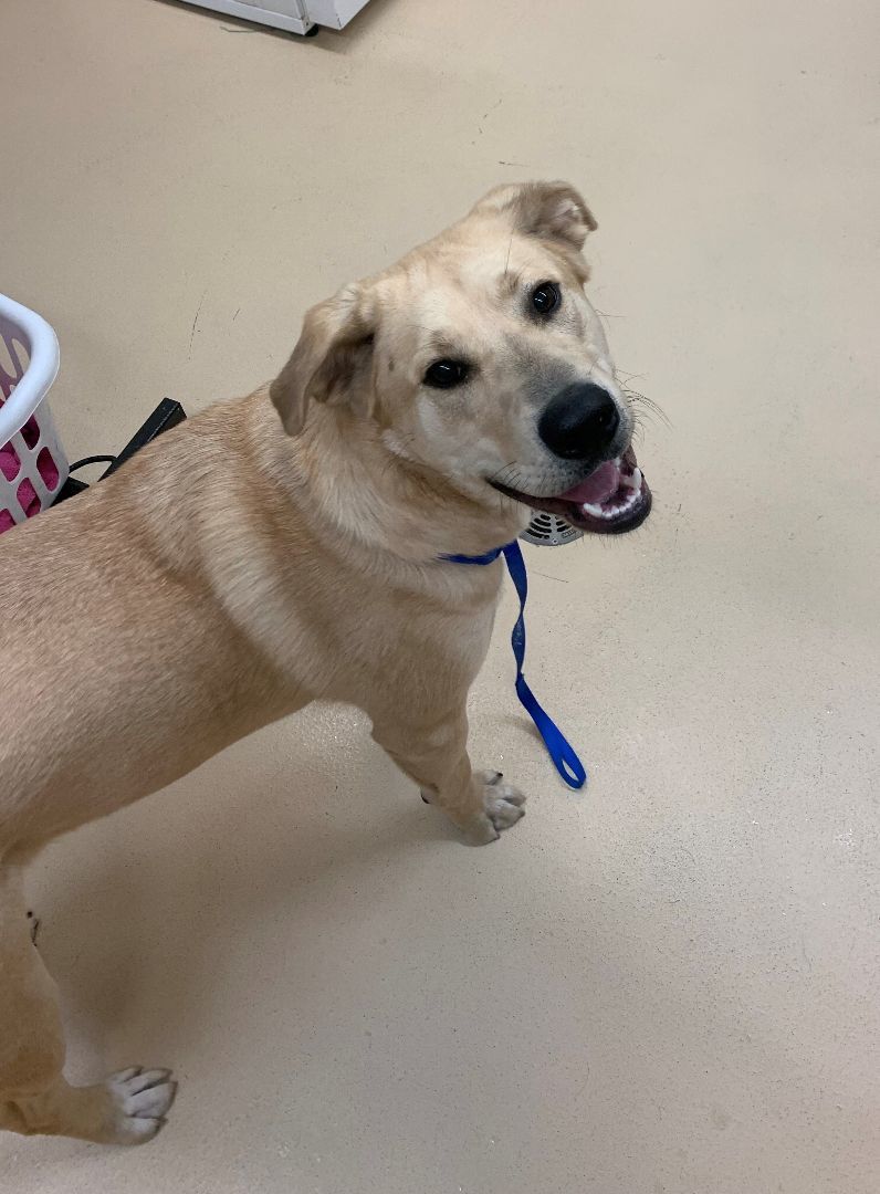 Buddy 40267, an adoptable Labrador Retriever in Pocatello, ID, 83205 | Photo Image 5