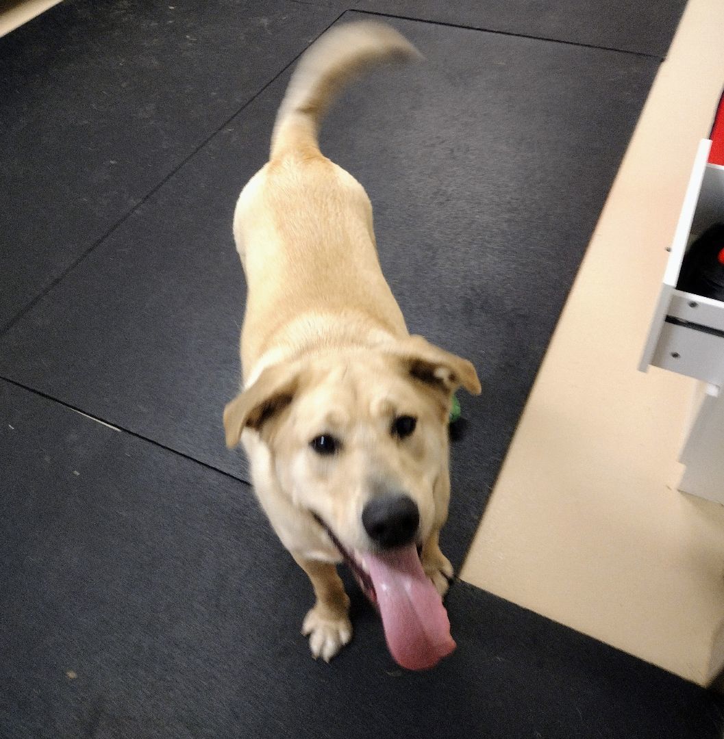 Buddy 40267, an adoptable Labrador Retriever in Pocatello, ID, 83205 | Photo Image 6