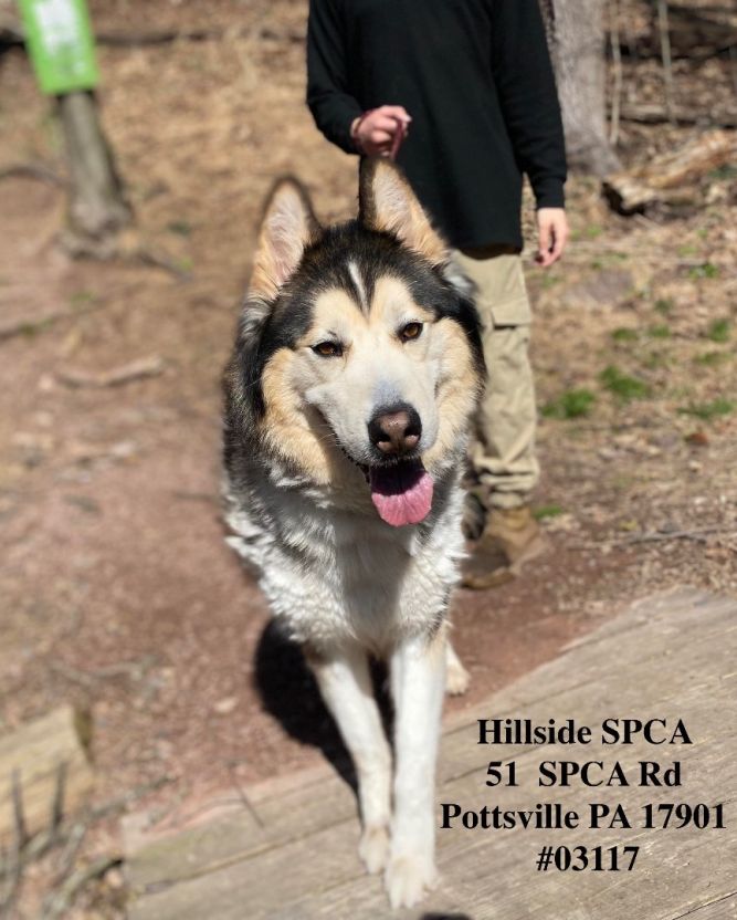 Dog for adoption Phoenix a Siberian Husky in Pottsville PA