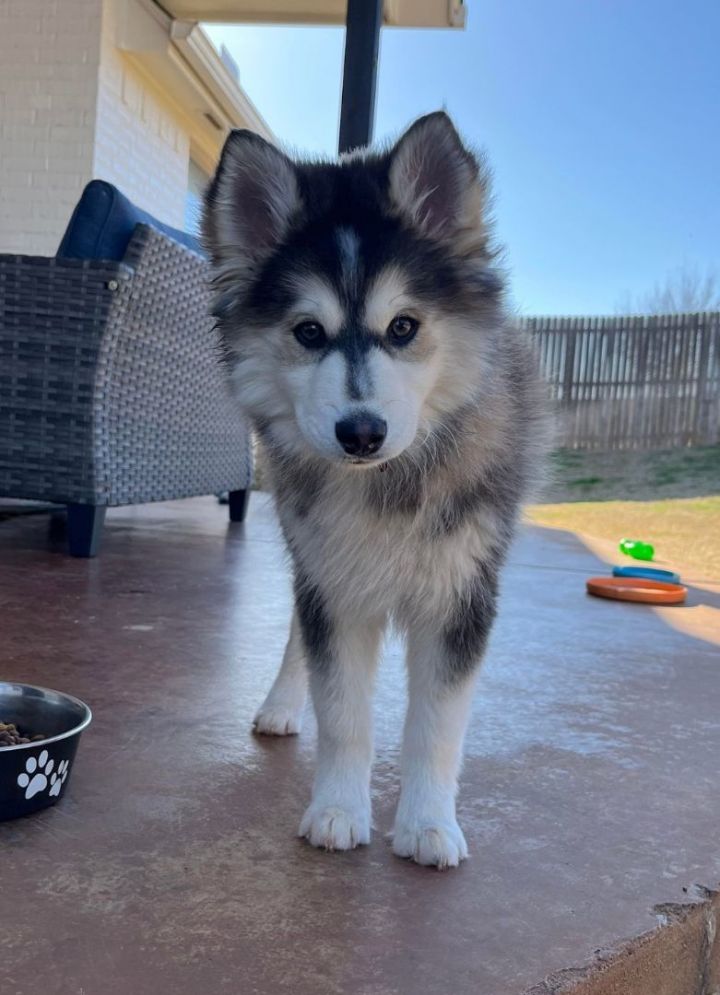 Husky and hot sale goldendoodle mix