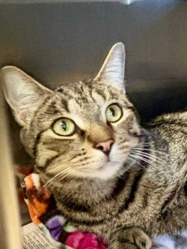Adopt Manchester Animal Shelter