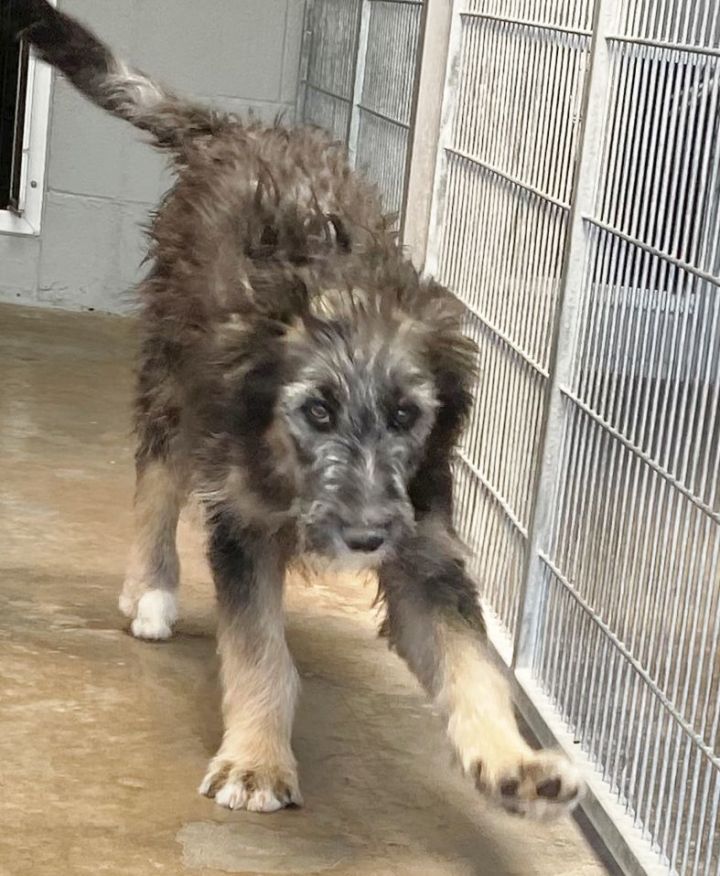 Petfinder irish hot sale wolfhound