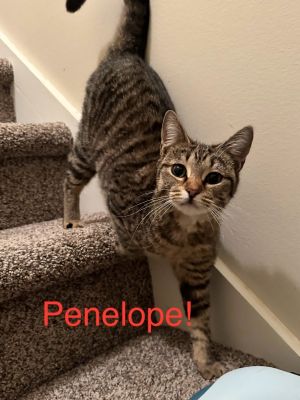 Penelope is a darling petite girl who wants love so much but is a bit timid about asking for it