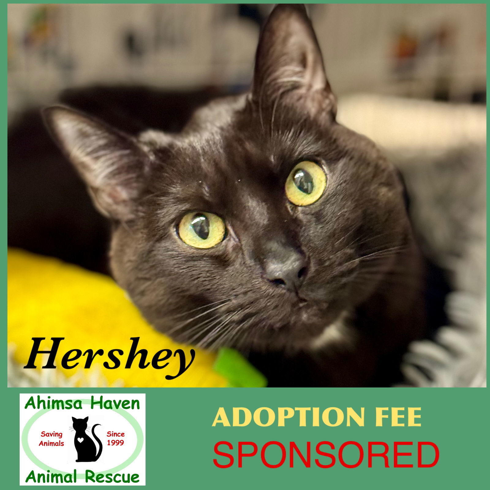 Hershey, an adoptable Domestic Short Hair in Winchendon, MA, 01475 | Photo Image 1