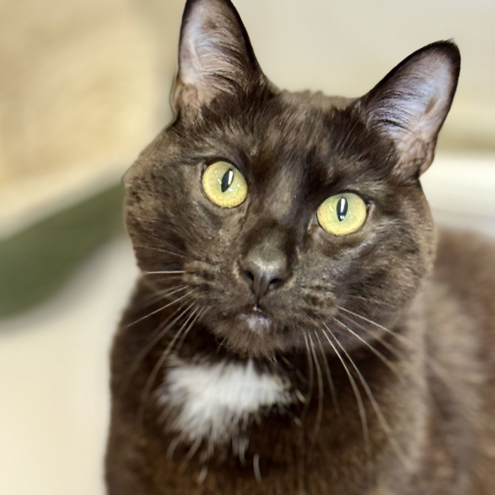 Hershey, an adoptable Domestic Short Hair in Winchendon, MA, 01475 | Photo Image 3