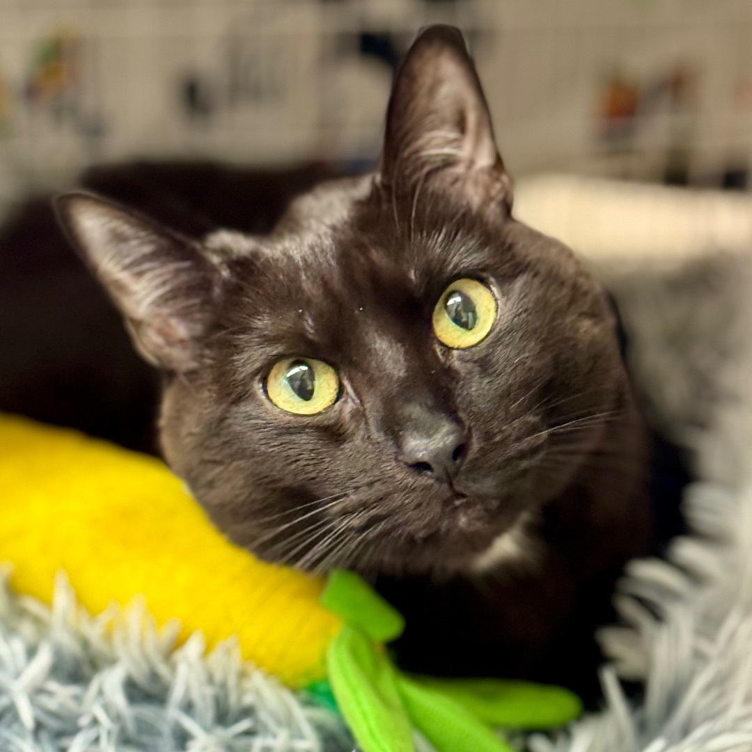 Hershey, an adoptable Domestic Short Hair in Winchendon, MA, 01475 | Photo Image 4