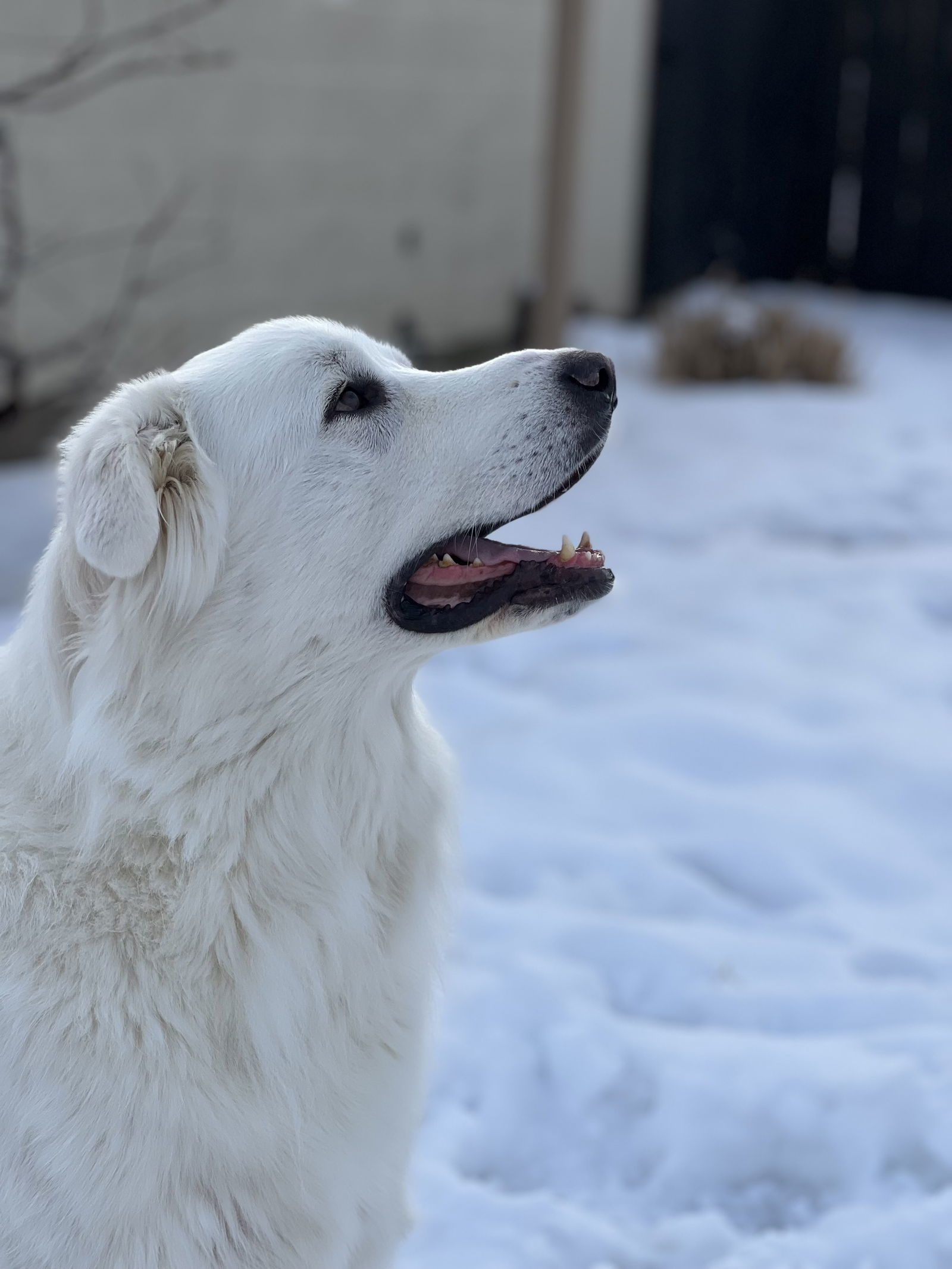 Willow, an adoptable Great Pyrenees in Bountiful, UT, 84010 | Photo Image 1