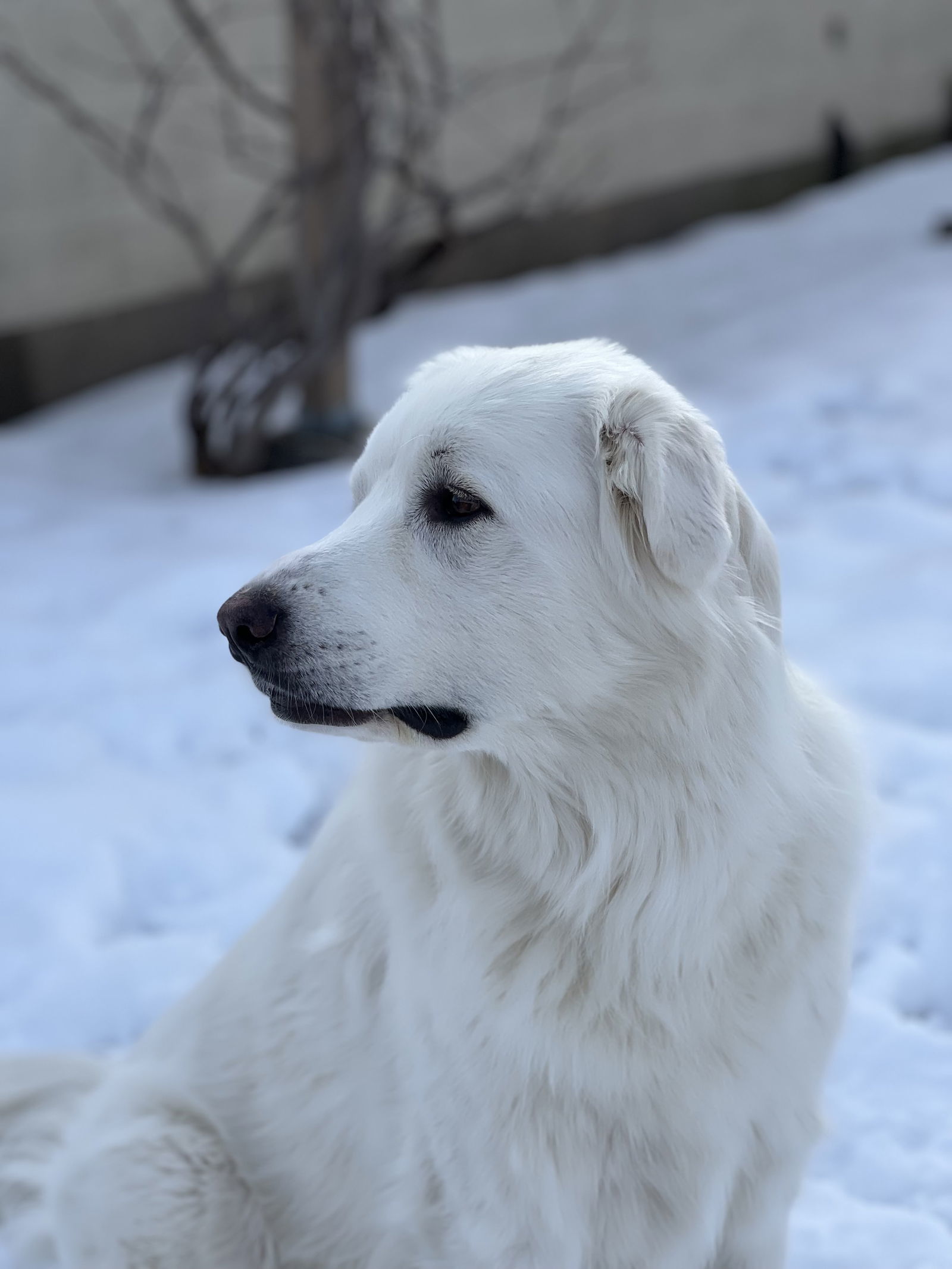 Willow, an adoptable Great Pyrenees in Bountiful, UT, 84010 | Photo Image 2