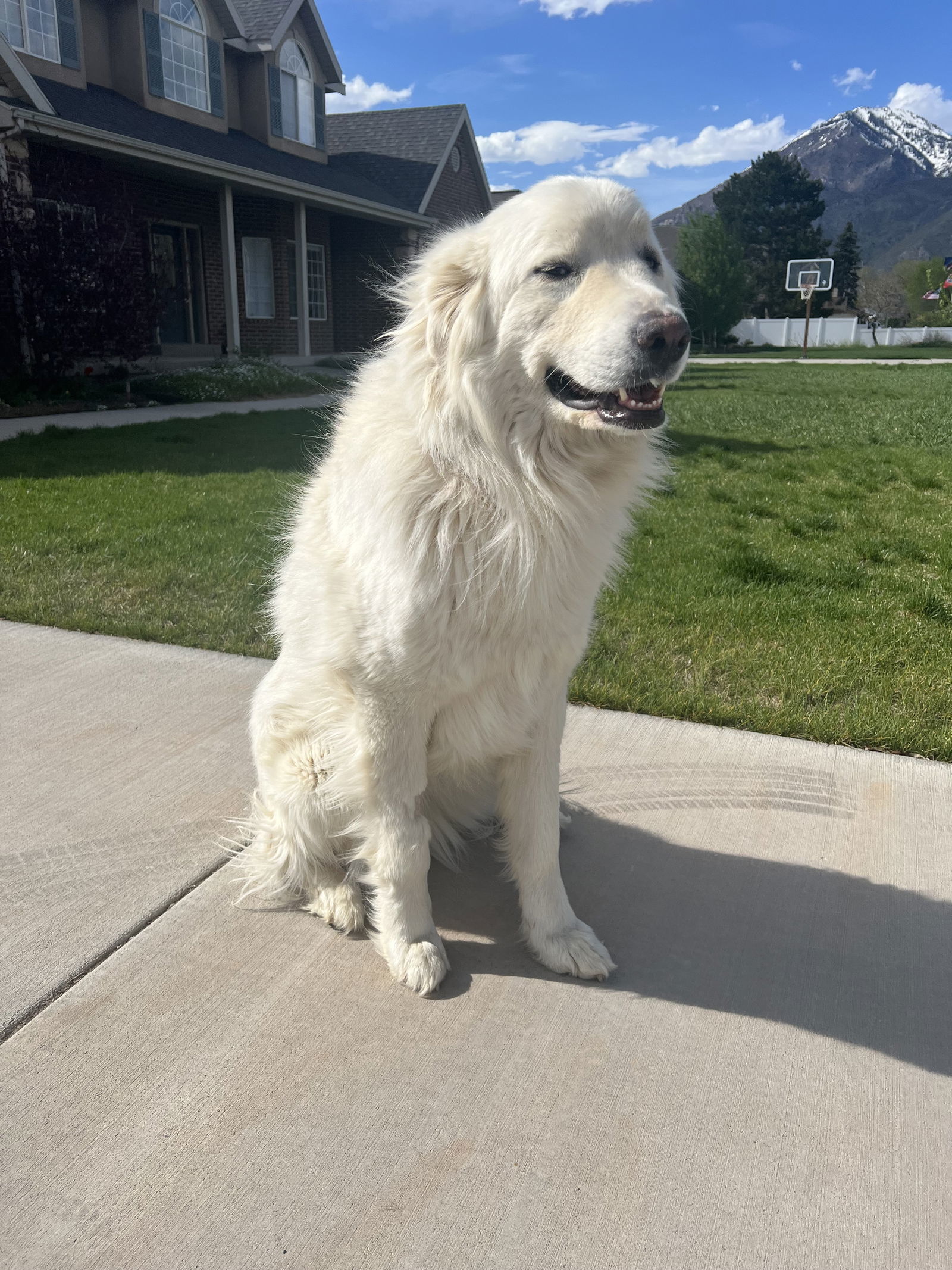 Willow, an adoptable Great Pyrenees in Bountiful, UT, 84010 | Photo Image 3