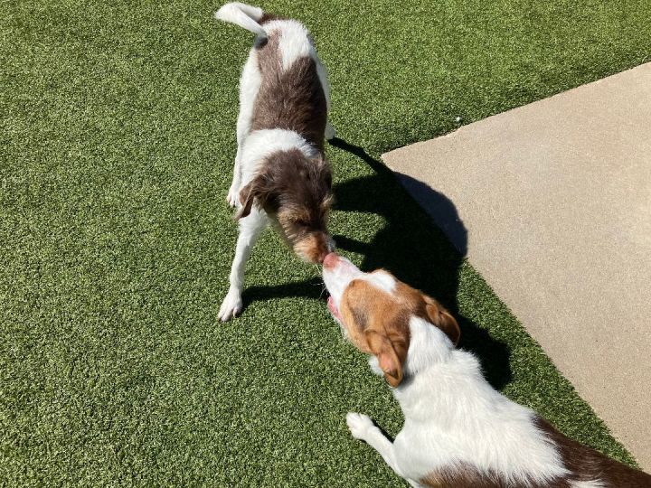 Brittany spaniel best sale terrier mix