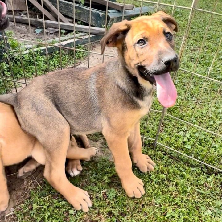 Scarborough humane society store dogs