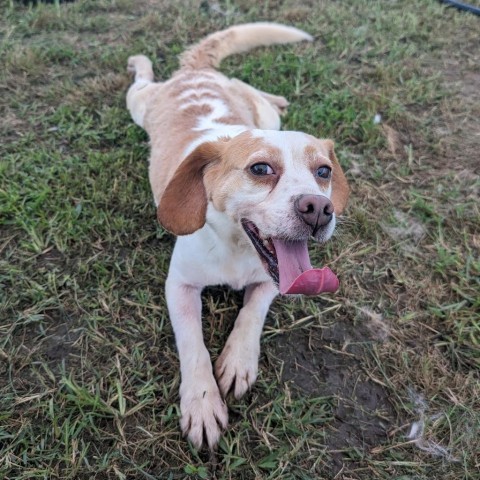 Francine, an adoptable Beagle in Nowata, OK, 74048 | Photo Image 1