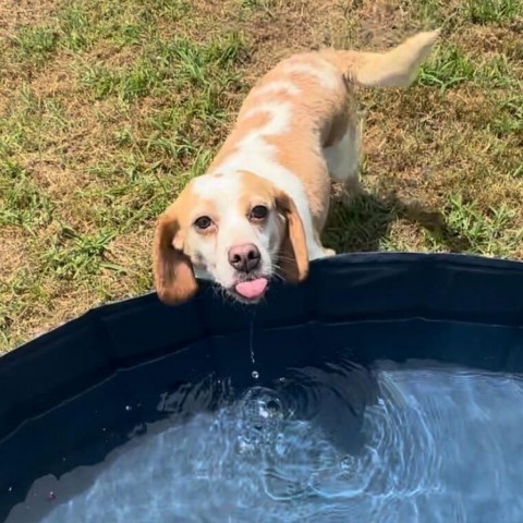 Francine, an adoptable Beagle in Nowata, OK, 74048 | Photo Image 3