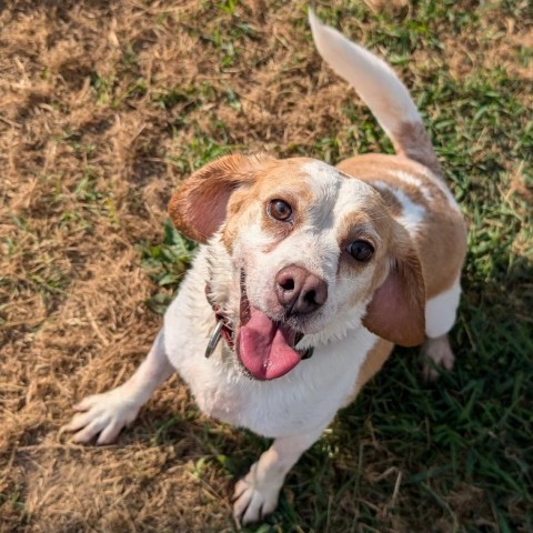 Francine, an adoptable Beagle in Nowata, OK, 74048 | Photo Image 5