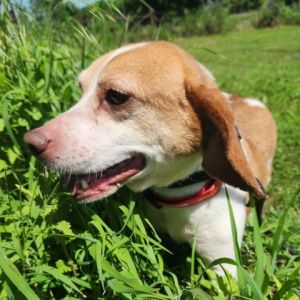 Dobbie Beagle Dog