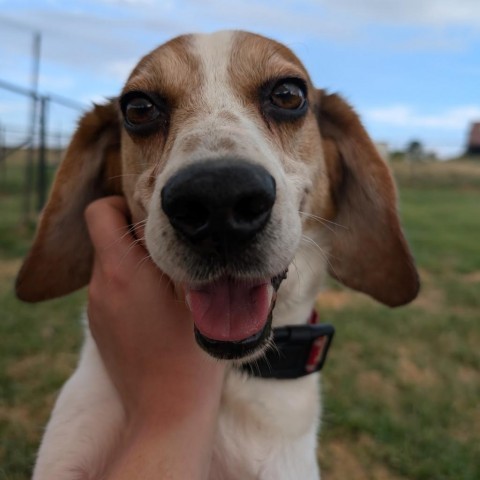 Wallace, an adoptable Beagle in Nowata, OK, 74048 | Photo Image 2