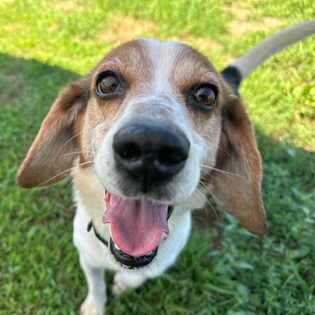 Wallace, an adoptable Beagle in Nowata, OK, 74048 | Photo Image 2