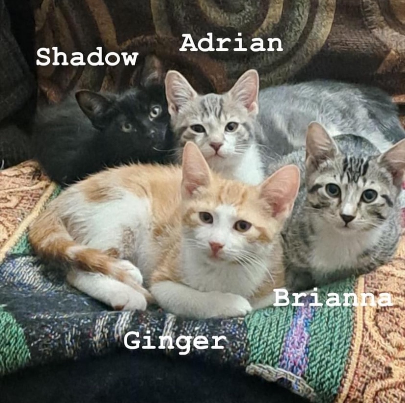 Shadow , Adrian,Ginger,Brianna 