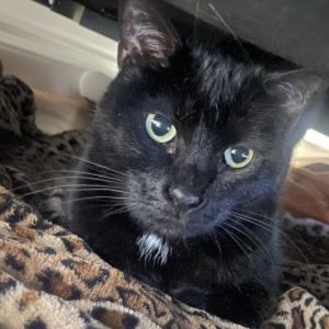 Onyx Domestic Short Hair Cat