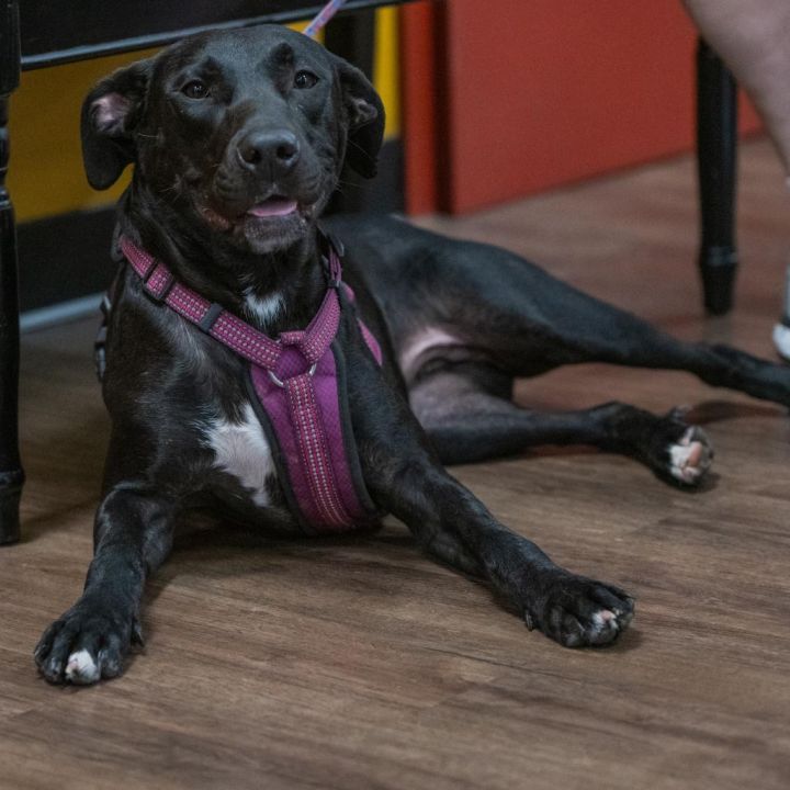 Mollie 4