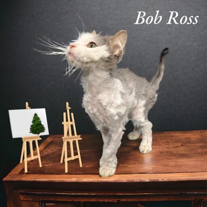 Bob Ross 1