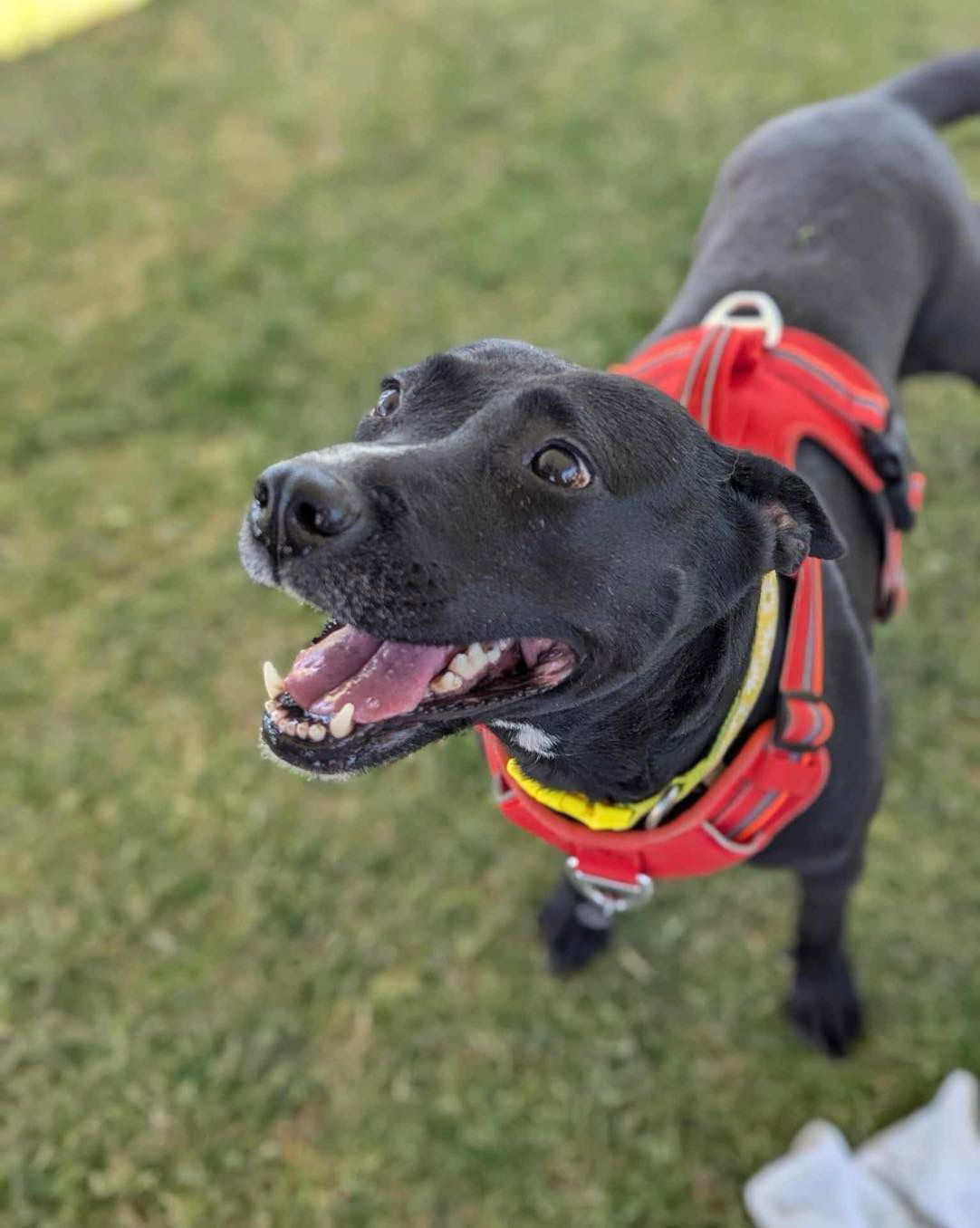 Reba, an adoptable Pit Bull Terrier in El Centro, CA, 92243 | Photo Image 1