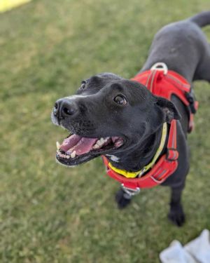 Reba, Senior Female Pit Bull Terrier
