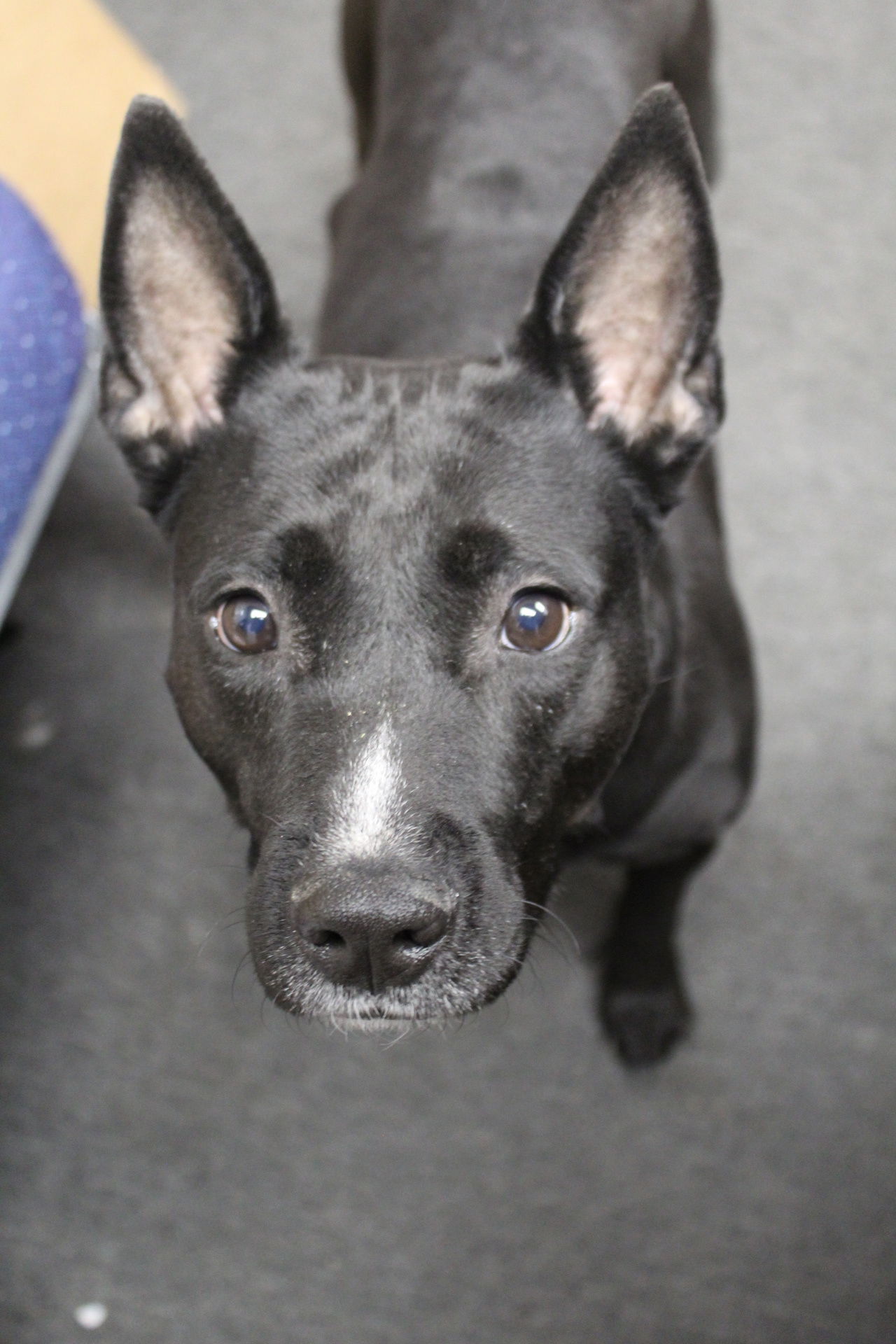 Reba, an adoptable Pit Bull Terrier in El Centro, CA, 92243 | Photo Image 3