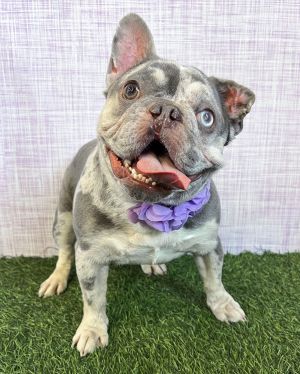 Mabel