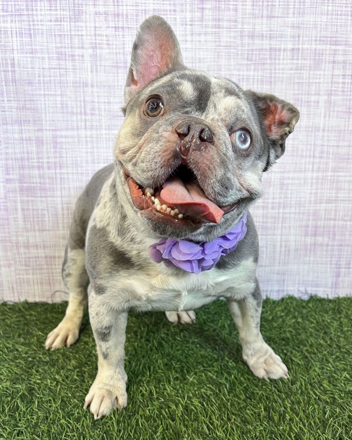 Mabel 1