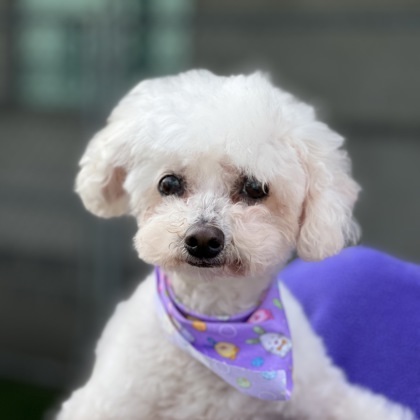 Poodle 2024 mix petfinder